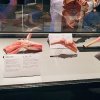 Wystawa Body Worlds